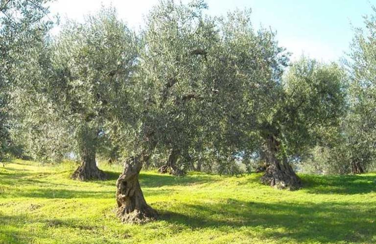 Scopri di più sull'articolo L’Ulivo: un simbolo senza tempo