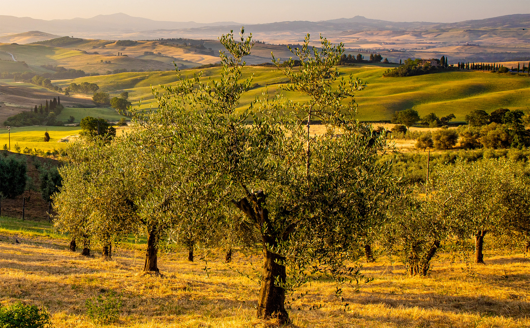 Al momento stai visualizzando La storia millenaria dell’olio extravergine di oliva: dalle antiche civiltà ai giorni nostri