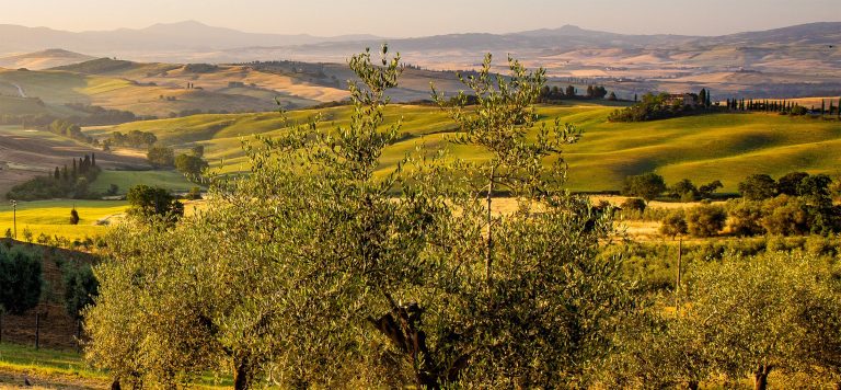 Read more about the article Olive oil and climate change